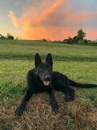 Chien Perdu 40 Landes - Tango