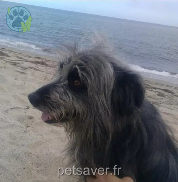 hond lost   40240 Saint-Justin Taz