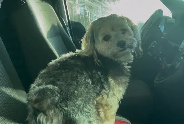 chien lost   40180 Candresse Titi