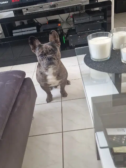 chien lost   40180 Oeyreluy Urion