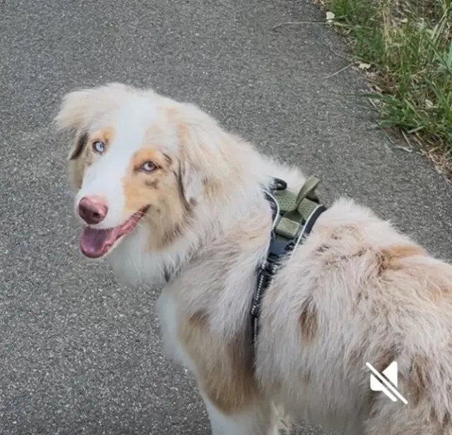 chien lost   40230 Tosse venus