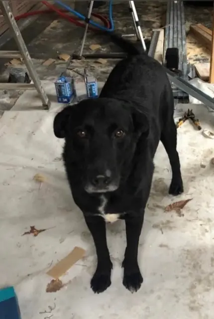 chien lost   40465 Pontonx-sur-l'Adour Vic