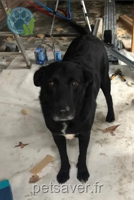 cane perso 40465 Pontonx-sur-l'Adour Vic cane lost 40465 Pontonx-sur-l'Adour Vic