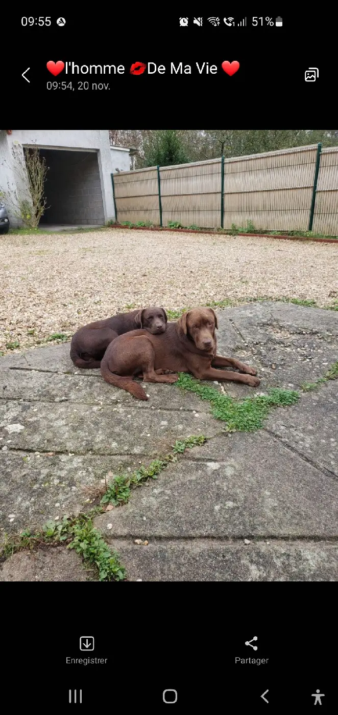 Chien Perdu 41 Loir-et-Cher Chien Perdu 41 Loir-et-Cher