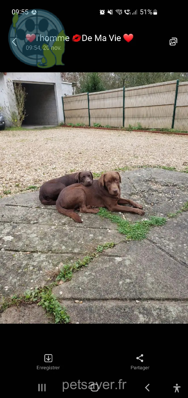 Chien Perdu 41 Loir-et-Cher Chien Perdu 41 Loir-et-Cher