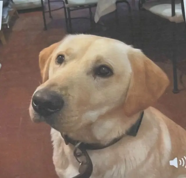 chien lost   41400 Pontlevoy Aramis