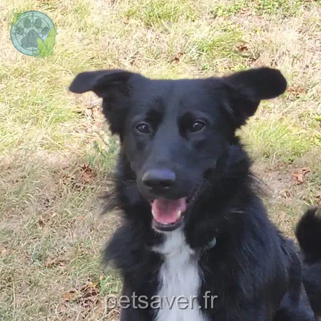 chien lost 41370 Marchenoir Giulio