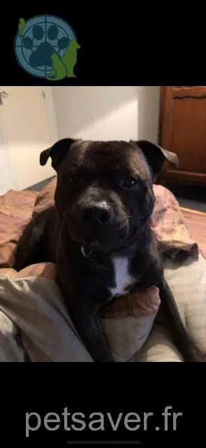 chien lost 41190 Lancôme Iam