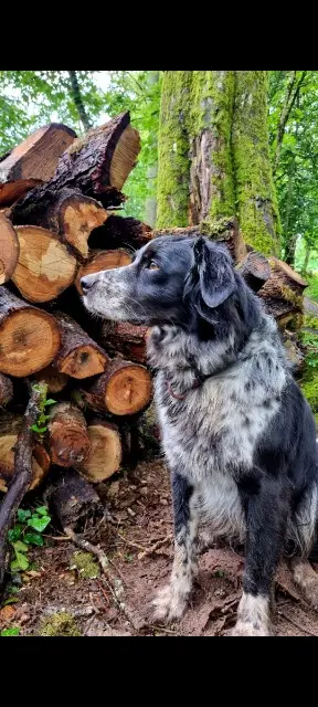 chien lost   41220 La Ferté-Saint-Cyr Loucky