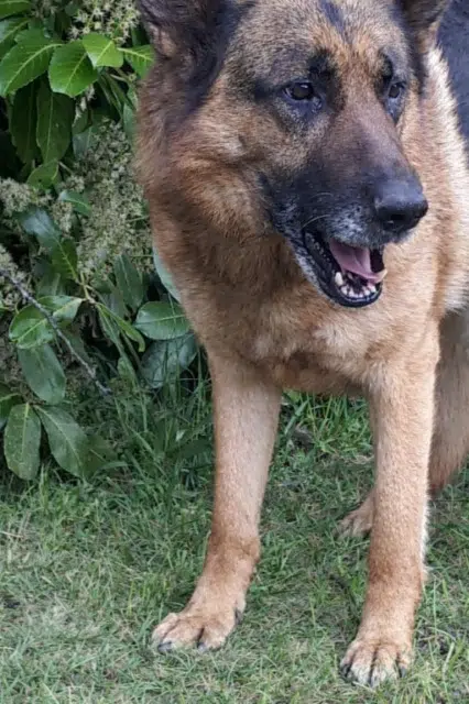 Hund vermisst 41370 Josnes Lyon Hund lost 41370 Josnes Lyon