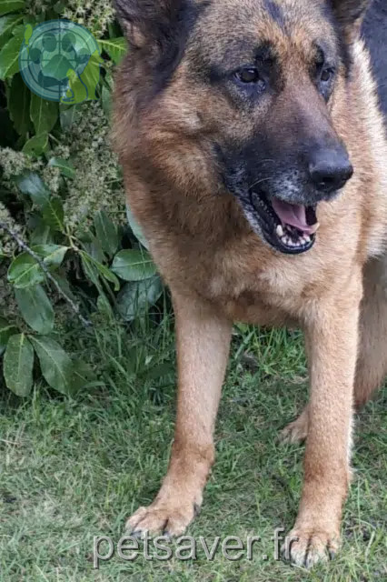 dog lost 41370 Josnes Lyon dog lost 41370 Josnes Lyon