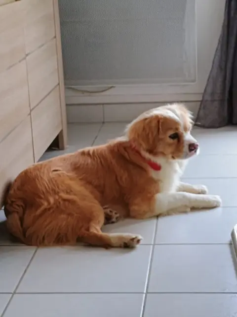 chien lost   41310 Villechauve Mars