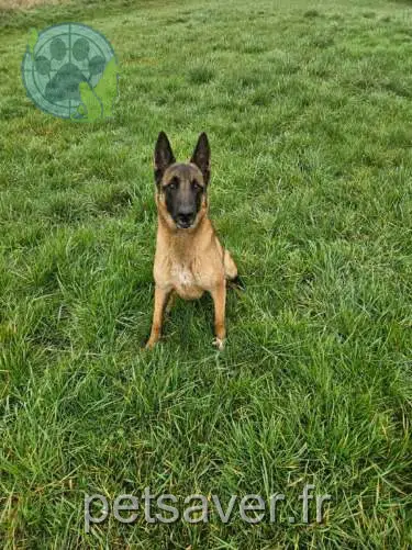 chien lost   41000 Blois Nixon