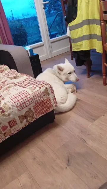 chien lost   41800 Houssay Odin