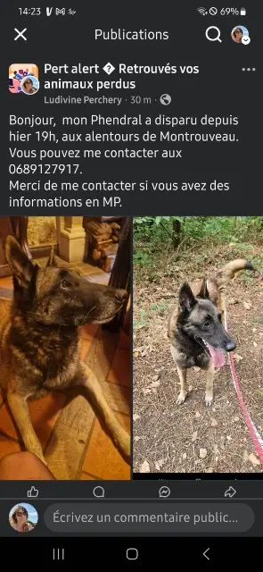 chien lost   41800 Montrouveau Phendral