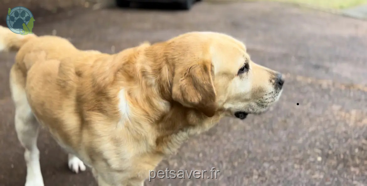 Chien Perdu 41 Loir-et-Cher Valencisse Chien Perdu 41 Loir-et-Cher Valencisse