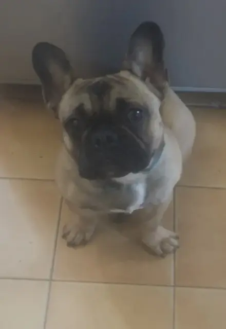 chien lost   42660 Jonzieux Bobby