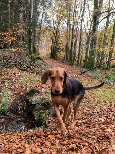 chien lost   42230 Roche-la-Molière Eros