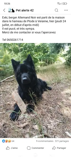 chien lost   42520 Véranne Exki