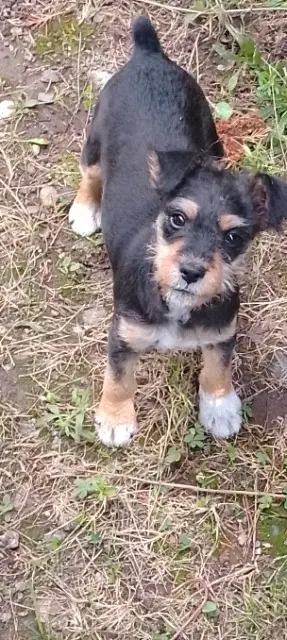 chien lost   42230 Roche-la-Molière Foxe terrier