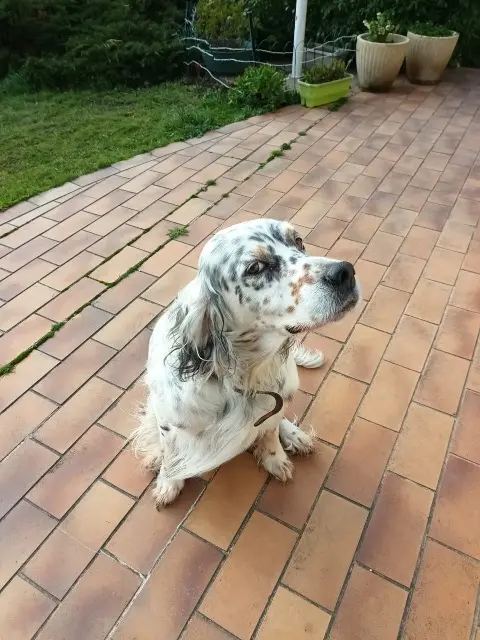 chien lost   42520 Maclas Galmo