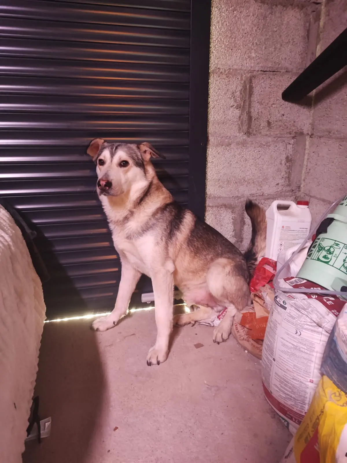 chien lost   42600 Saint-Thomas-la-Garde Isabelle Laurent