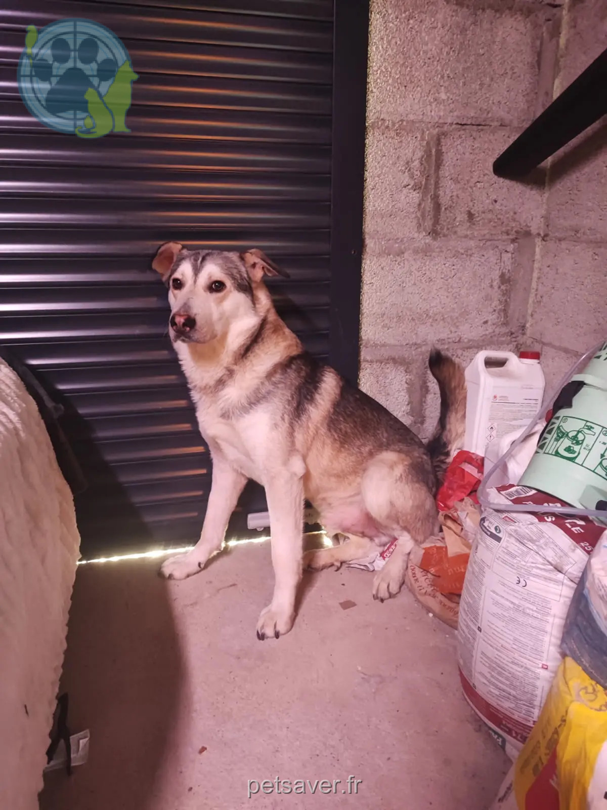 hond vermist 42600 Saint-Thomas-la-Garde Isabelle Laurent hond lost 42600 Saint-Thomas-la-Garde Isabelle Laurent