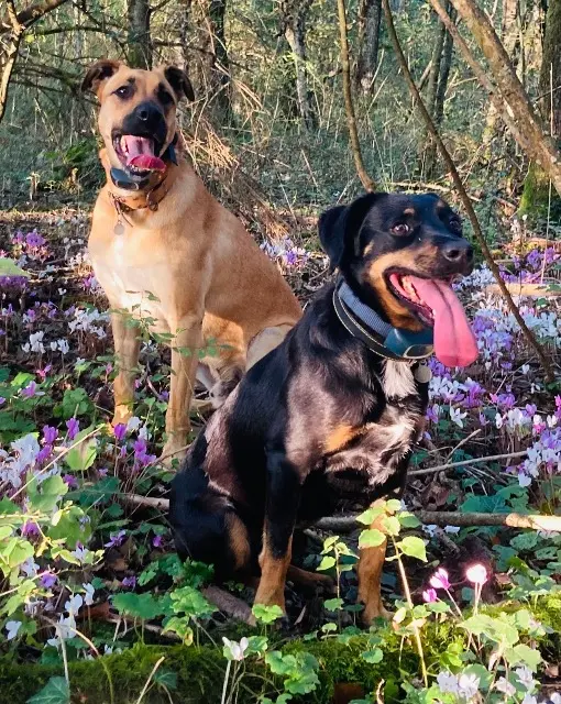 chien lost   42740 Doizieux Mafatemaido