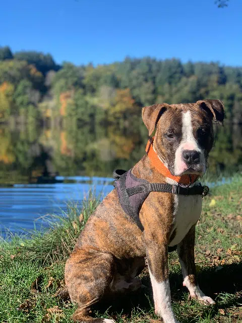 chien lost   42920 Chalmazel-Jeansagnière Marcus