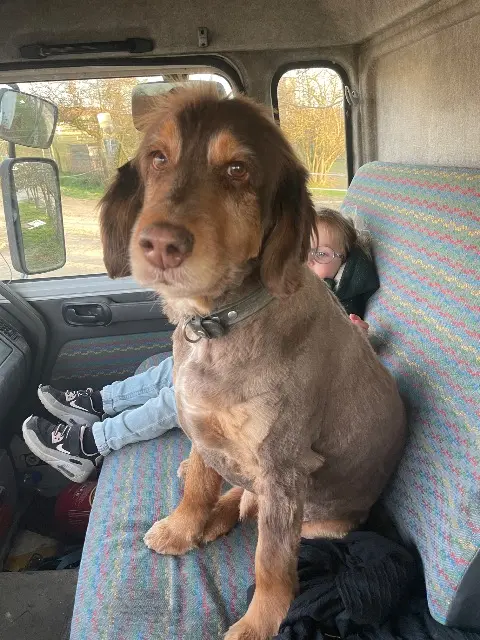 chien lost   42110 Poncins Matchu