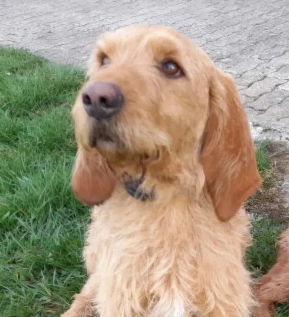 chien lost   42320 Valfleury Obiwan