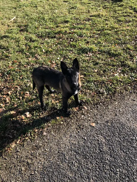 chien lost   42500 Le Chambon-Feugerolles pablo