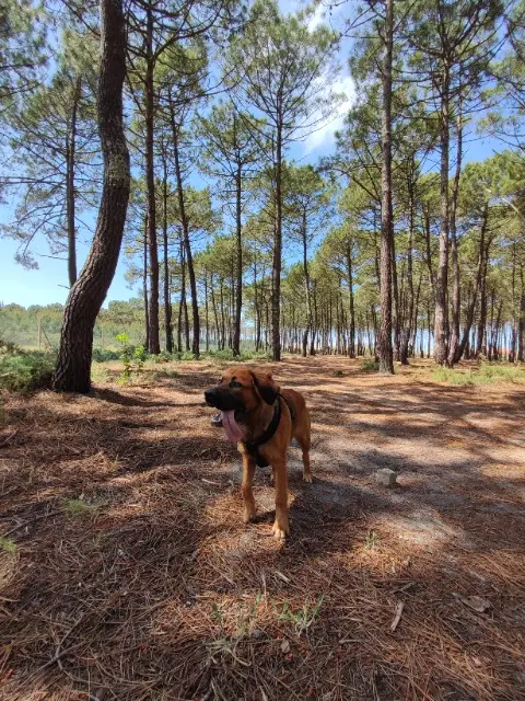 chien lost   42360 Panissières Pumbaa