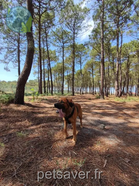 chien perdu 42360 Panissières Pumbaa chien lost 42360 Panissières Pumbaa