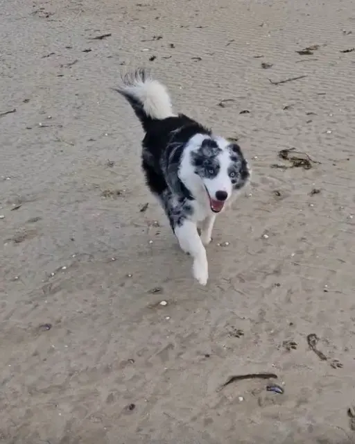 chien lost   42130 Marcoux Rocky