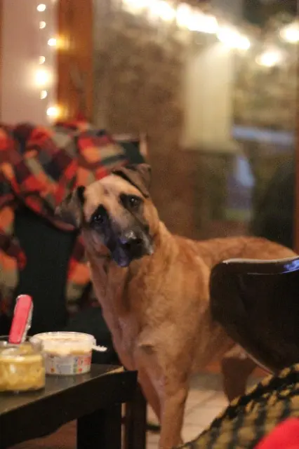 chien lost    Saint-Étienne Tayo