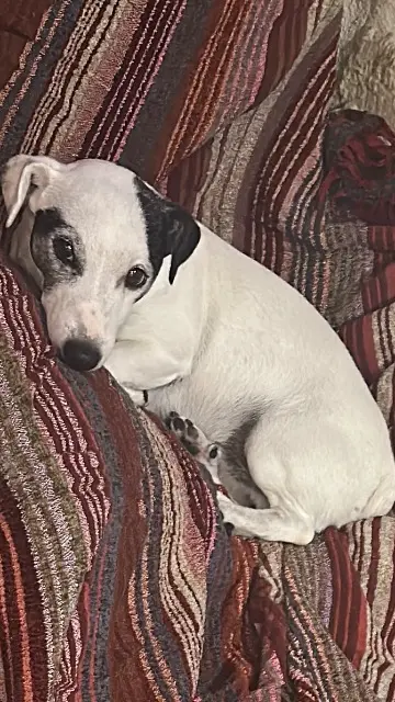 chien lost    Saint-Étienne Django