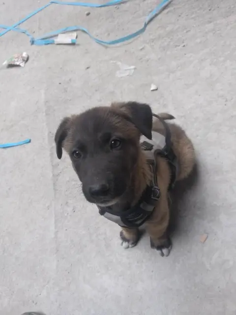 chien lost    Saint-Étienne Jack