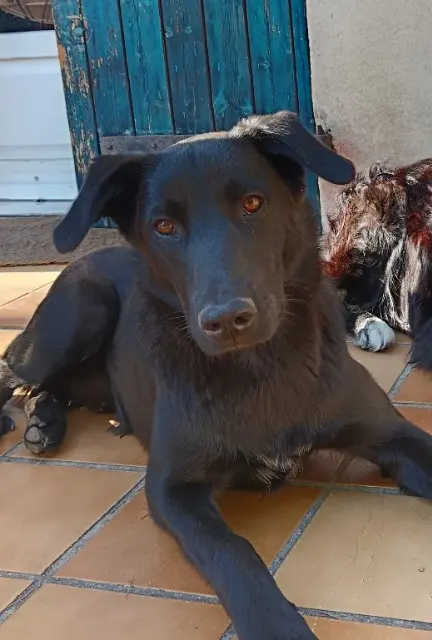 hond vermist Saint-Étienne Oudi hond lost Saint-Étienne Oudi