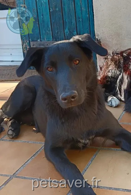 perro perdido Saint-Étienne Oudi perro lost Saint-Étienne Oudi