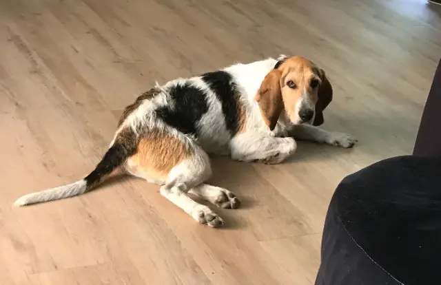 chien lost    Saint-Étienne Slow
