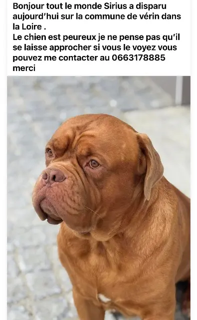 chien lost   42410 Vérin Sirius