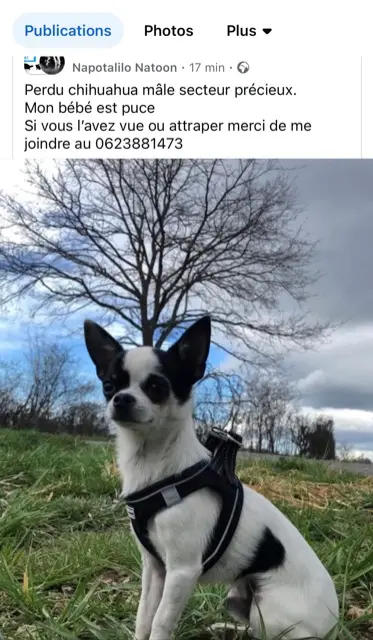 chien lost   42600 Précieux Snoocky