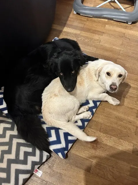 chien lost   42140 Chevrières Sparrow