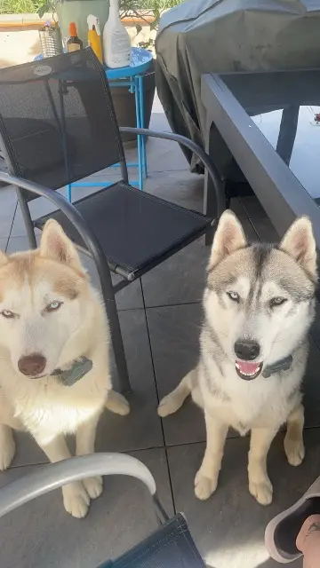 chien lost   42130 Sainte-Agathe-la-Bouteresse Twix et taho