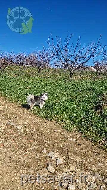 chien lost   42800 Rive-de-Gier Tyron