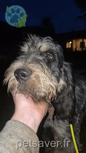 chien lost   42380 Saint-Nizier-de-Fornas Urkane