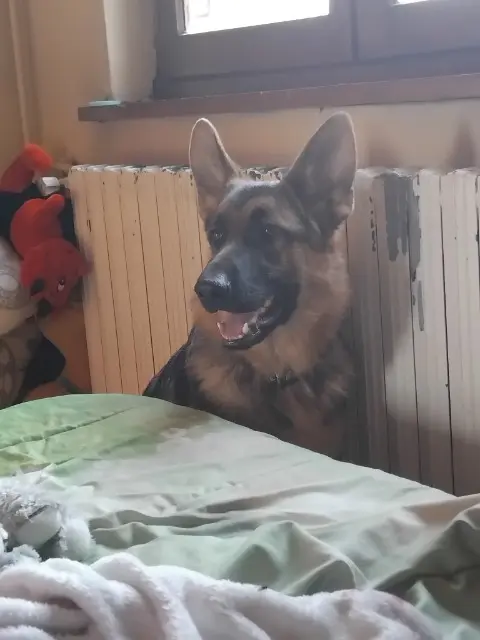 chien lost   43430 Les Vastres Amigo