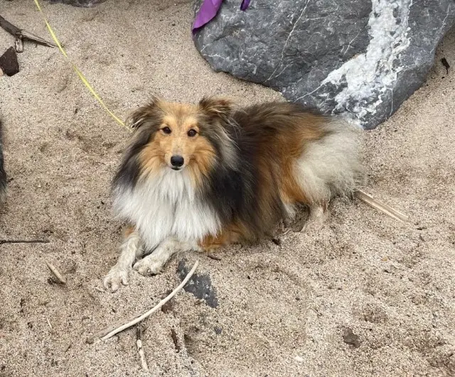 chien lost   43350 Saint-Paulien Hélyos