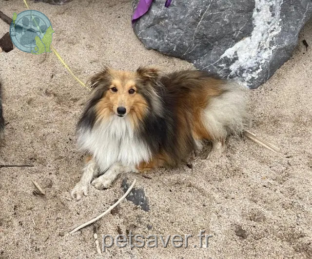 Hund vermisst 43350 Saint-Paulien Hélyos Hund lost 43350 Saint-Paulien Hélyos